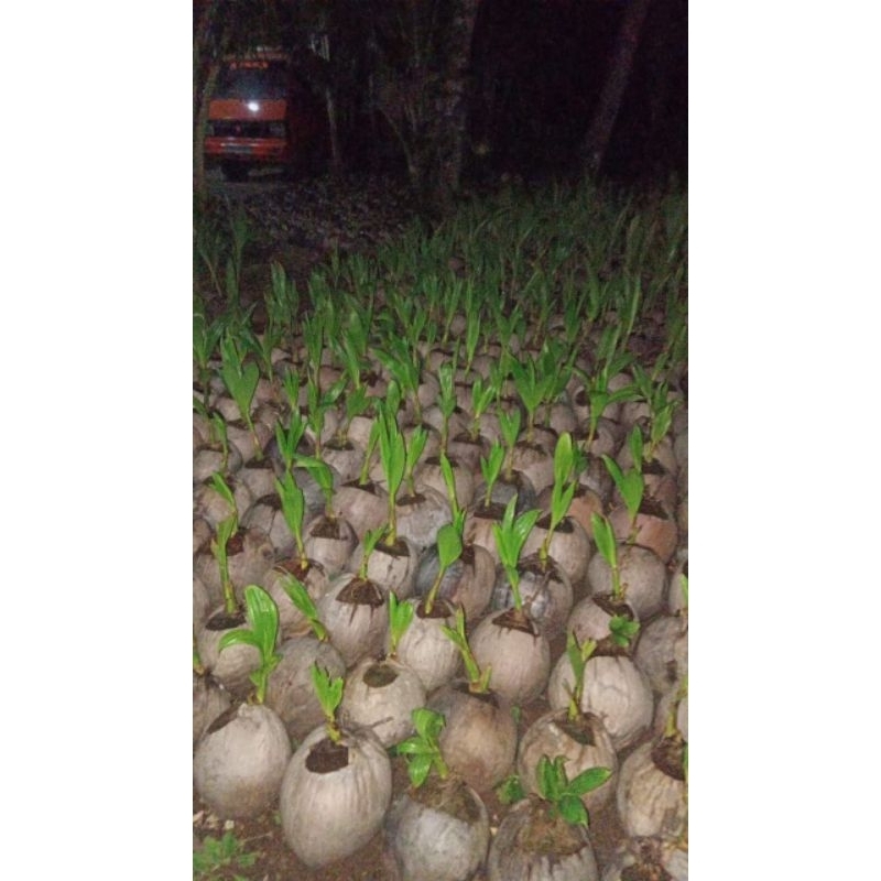 Bibit Kelapa Bau Pandan Wangi, Bibit Kelapa Pandan, Bibit Kelapa Pandan Wangi F1