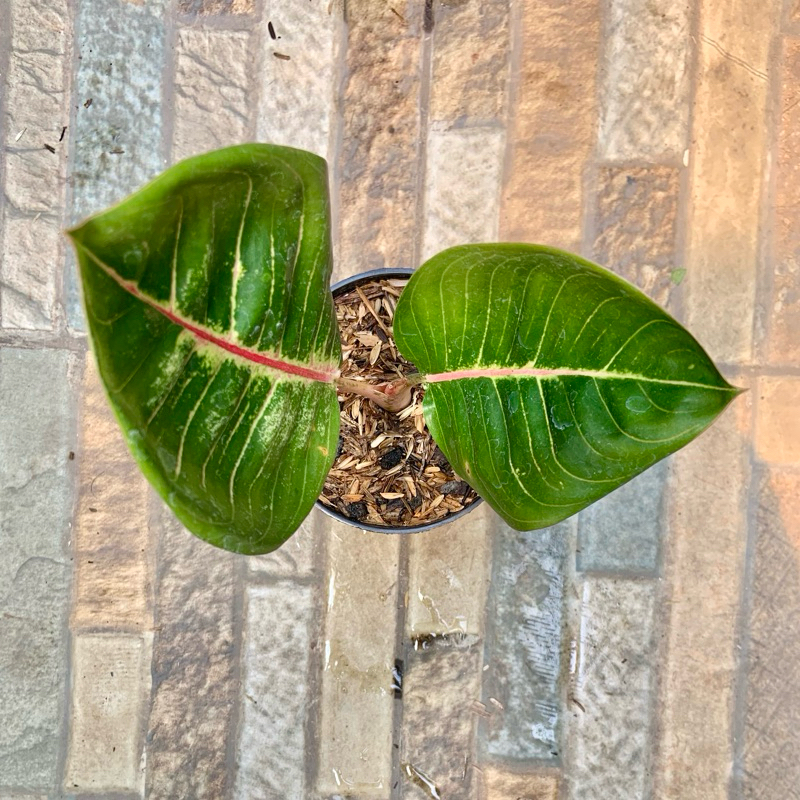 Aglaonema Black Moonlight Gerhana