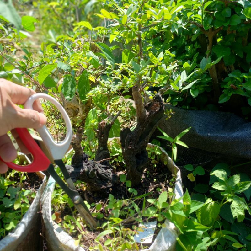 Bonsai mustam cakep