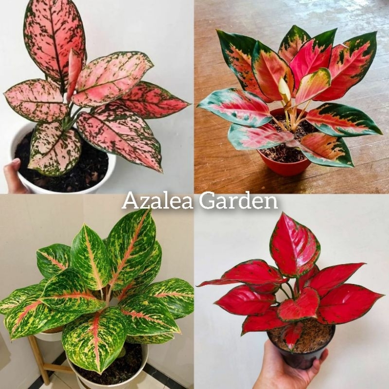 PROMO Bunga Aglonema Paket 4 jenis