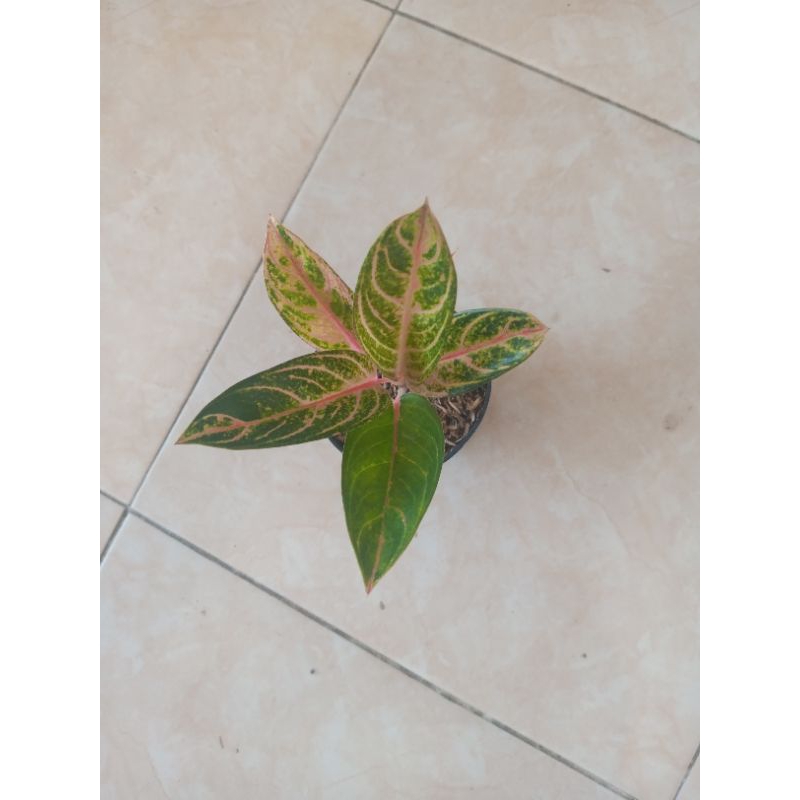 aglonema madam suroyo