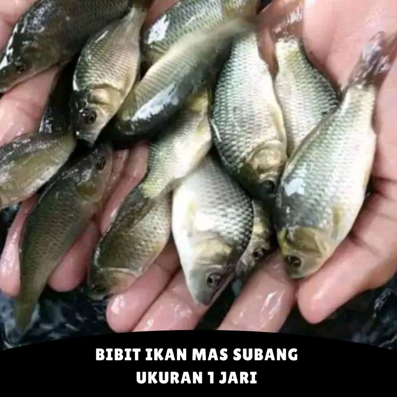 Bibit Ikan Mas Subang Ukuran 1 Jari