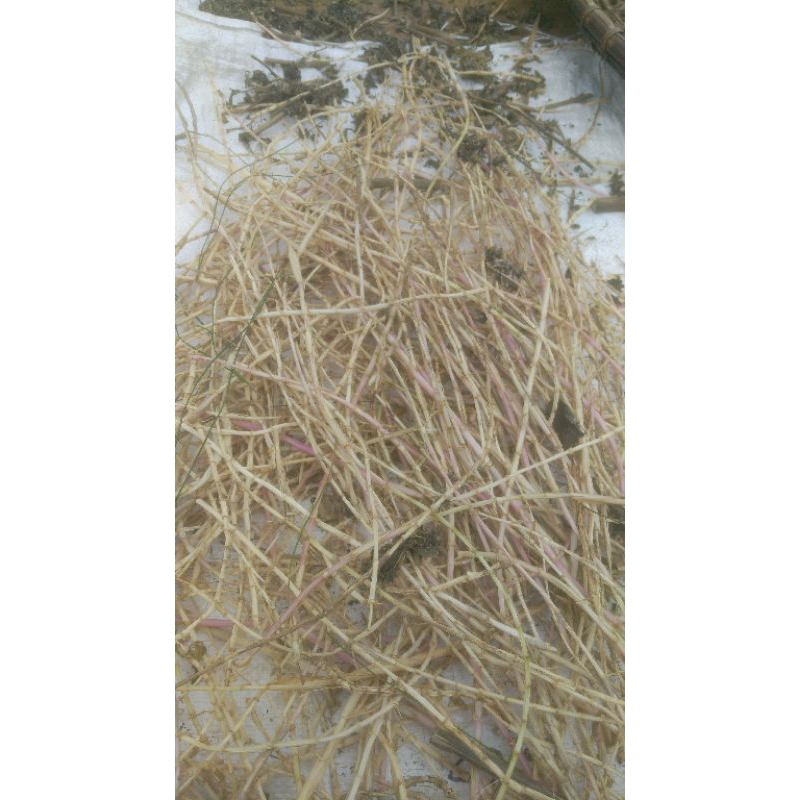 

akar Alang Alang kering