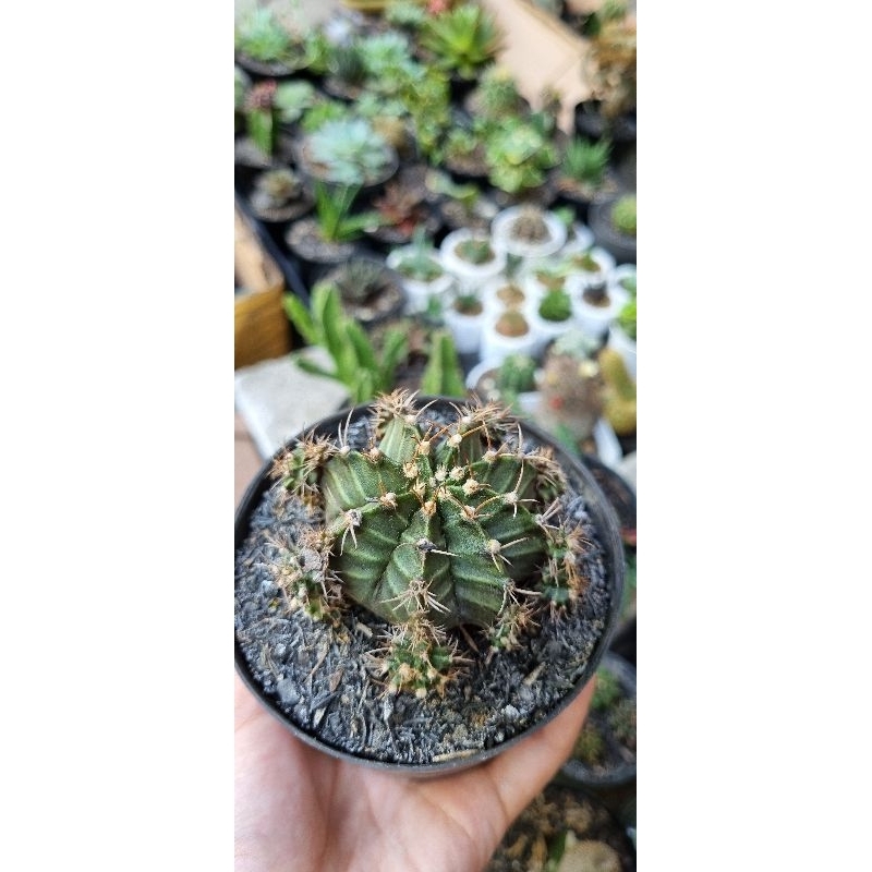 Kaktus Cactus Ownrood Gymnocalycium Gymno Miha