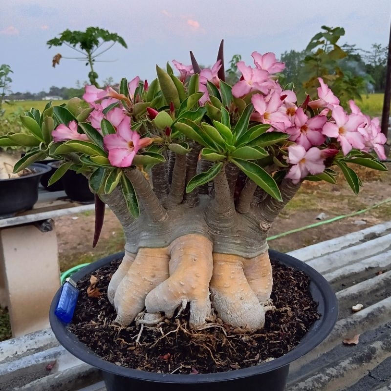 Adenium bonsai import akar emas (id; godji-bahan bonsai)
