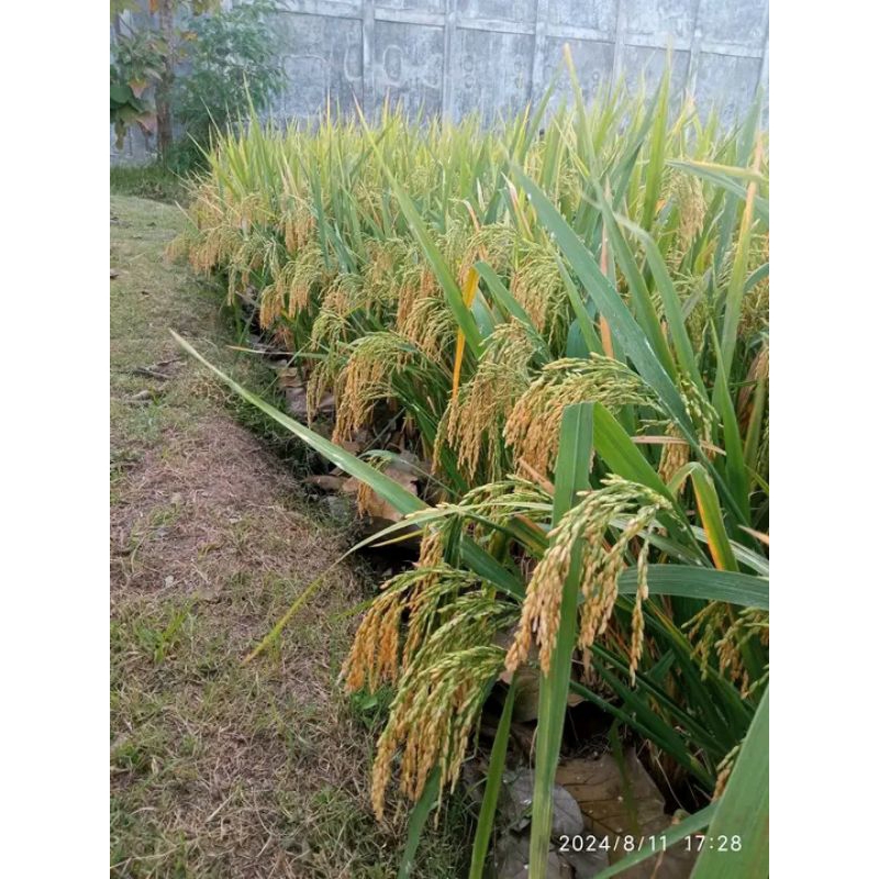 benih padi 303 agt kemasan 5kg original