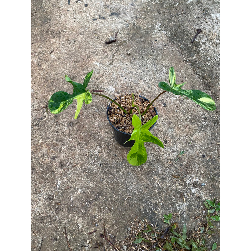 philodendron florida beauty varigata