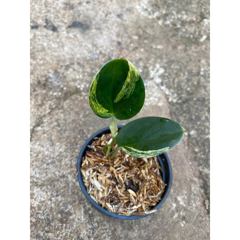 scindapsus treubii black varigata