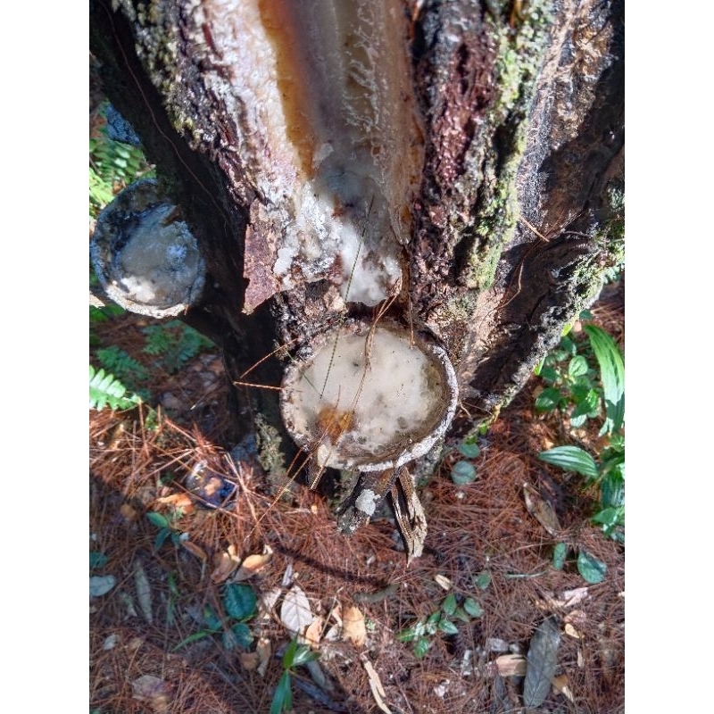 getah pinus,resin mentah500grm