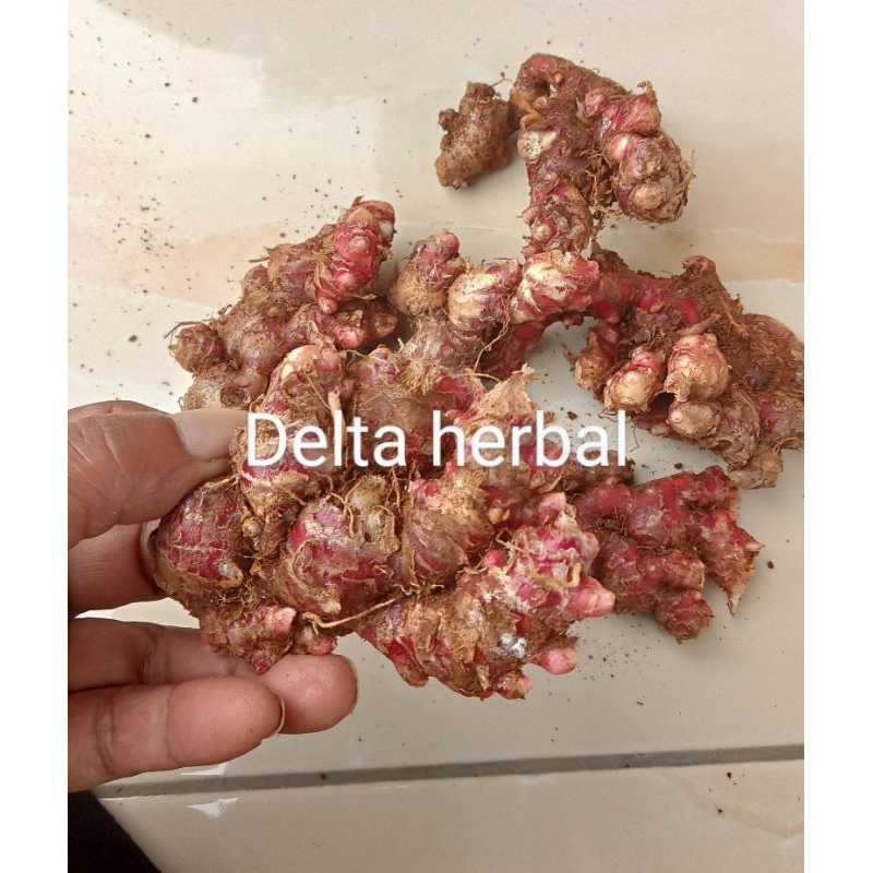 

Jahe merah asli,masih segar 500 gr