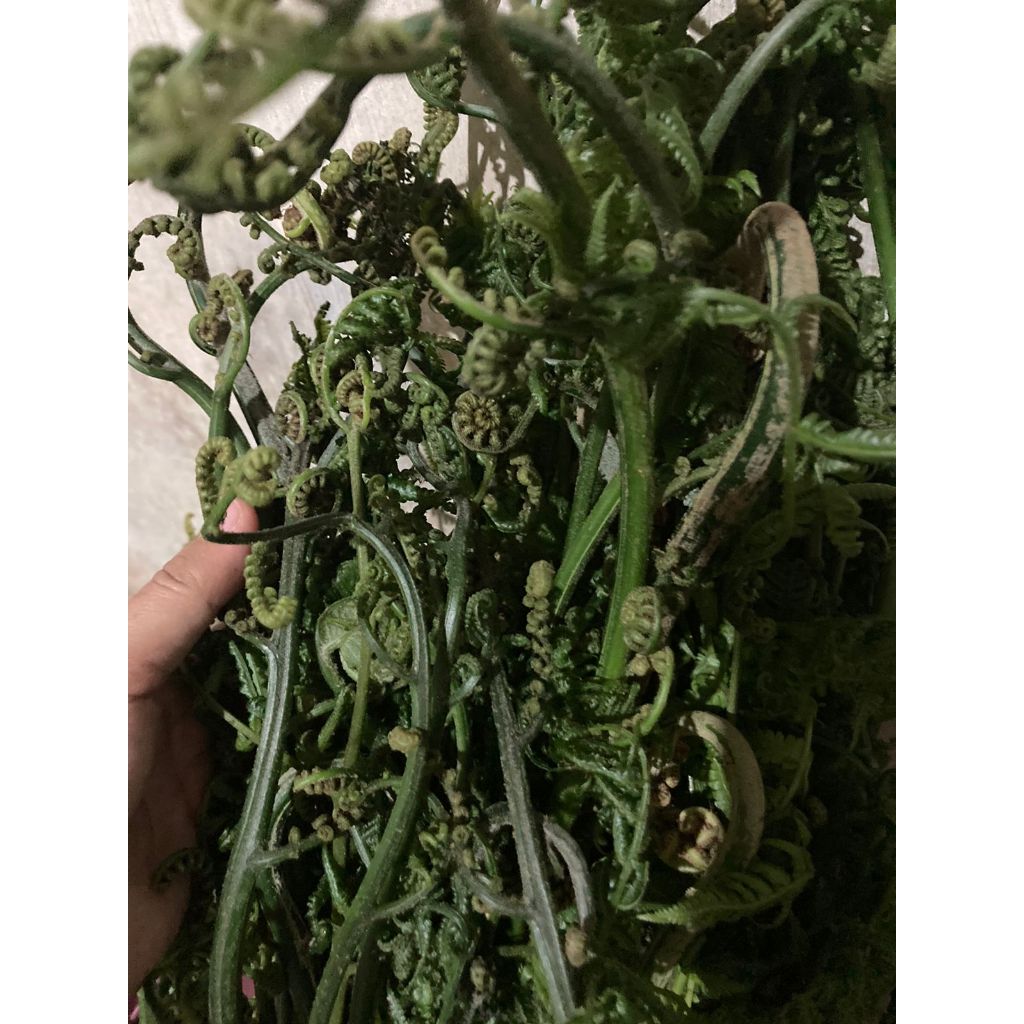 

SAYURAN PAKIS 1 IKAT 500 GRAM