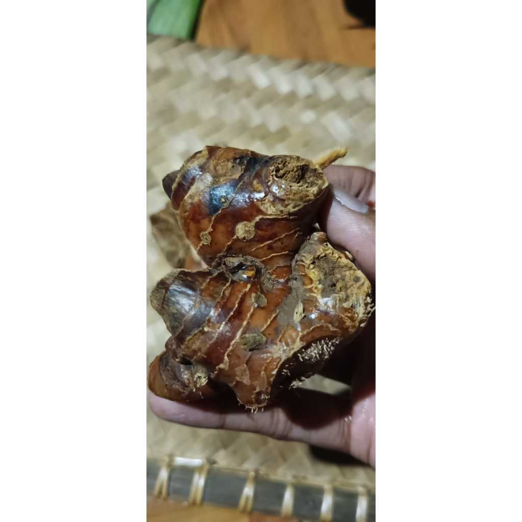 

LAOS ATAU LAJA FRESH 1 KG