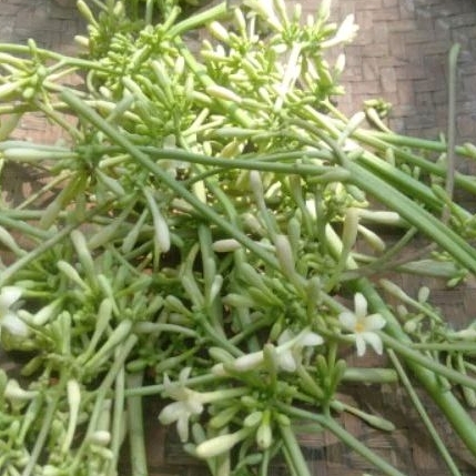 

bunga pepaya jantan paket 1kg