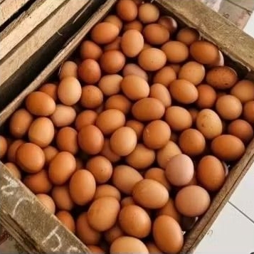 

Telur Ayam Ras 1kg
