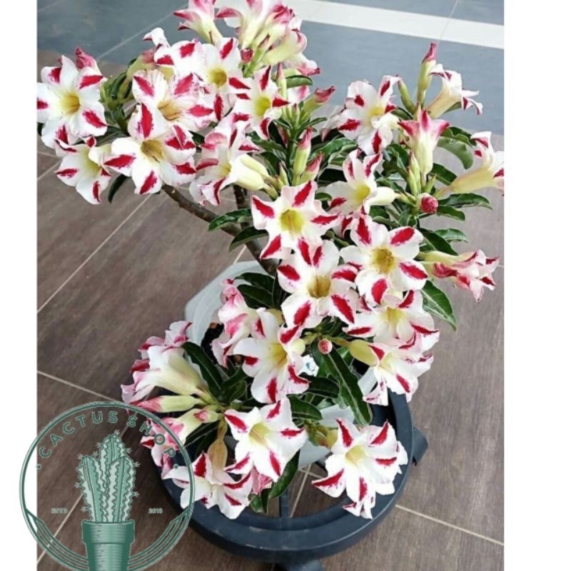 ADENIUM BUNGA TUMPUK / TANAMAN HIAS ADENIUM HIDUP ADENIUM JEPANG ID PUTIH BATIK