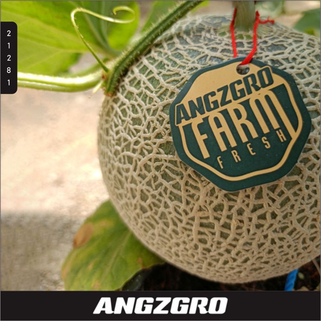 

Melon Jepang Fujisawa Hydroponik 900 Gram / Pack