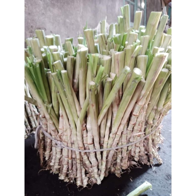 Bibit Rumput Odot Rumput Gajah Montok 1 KG