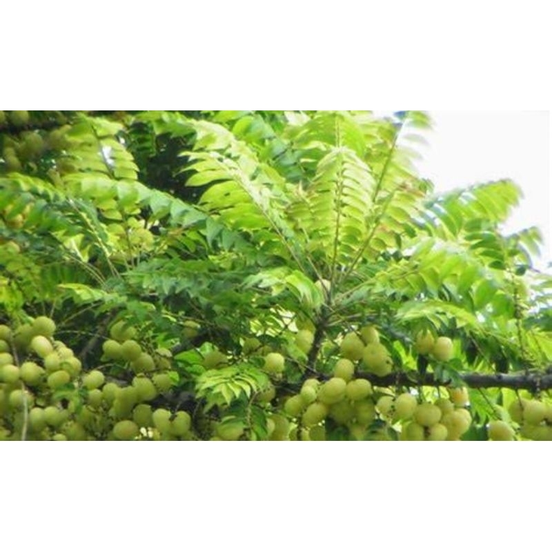 

jual daun ceremai segar 250 gram