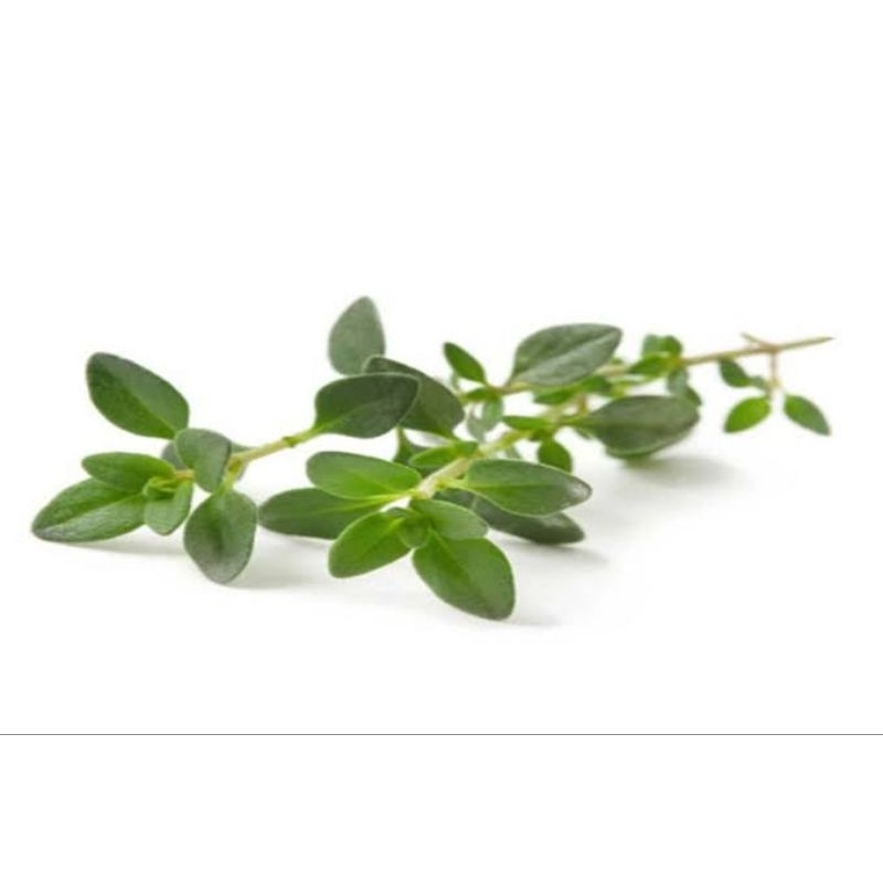 herb Thyme segar