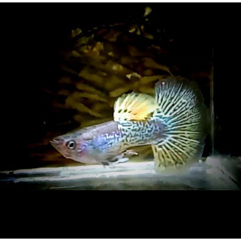 Sticker Guppy yellow dragon