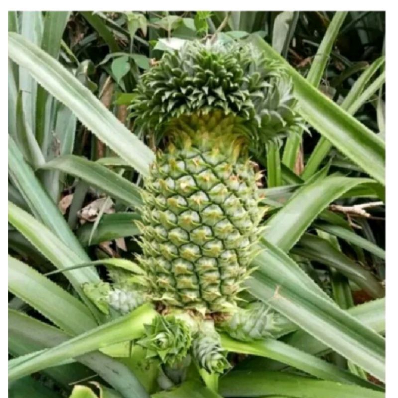 

nanas muda ijo