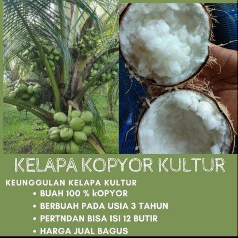 Bibit Kelapa Kopyor Unggulan Kultur Jaringan Jaminan 100% Asli Prosentase 99% Buah Kopyor Genjah Cep