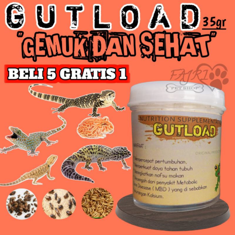 (GRATIS1) 35GR GUTLOD PENGGEMUK GECKO LEOPARD GEKO AFT CREASTED SUNGLOW TANGERINE ENIGMA ECLIPSE AFT