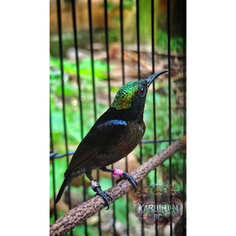 KONIN DACOK DOUBLE RING