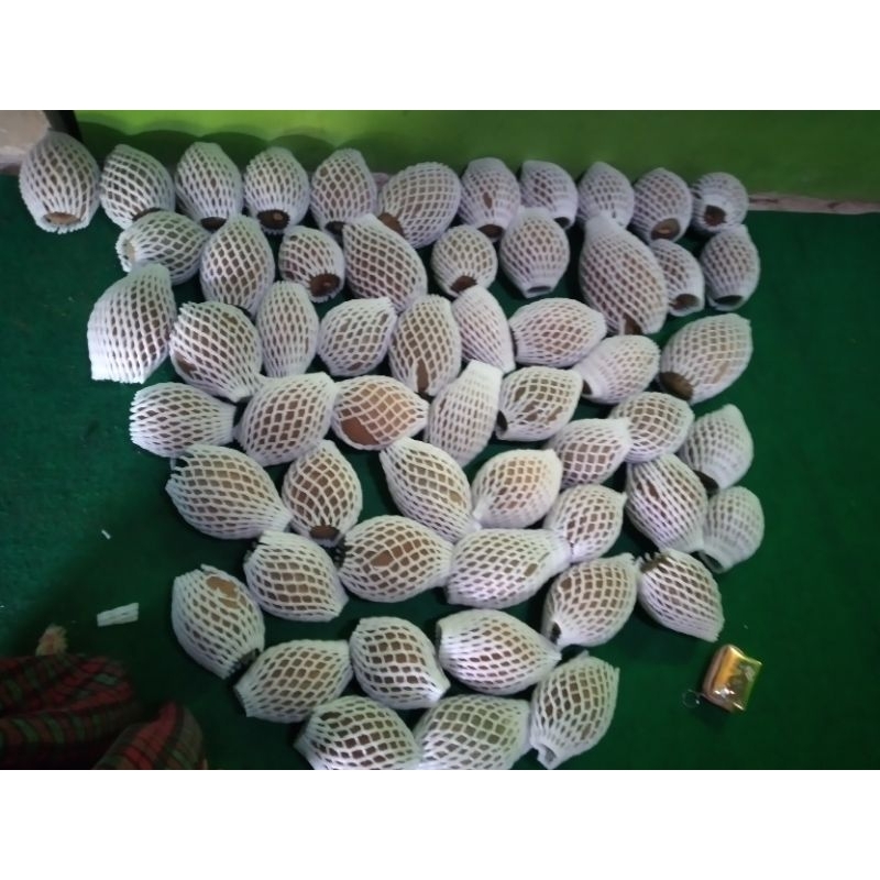 

Mamey Sapote Magana (2 butir )