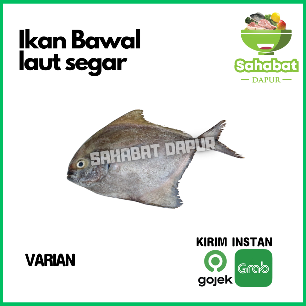 

Ikan Bawal Laut Segar - Sahabatdapur