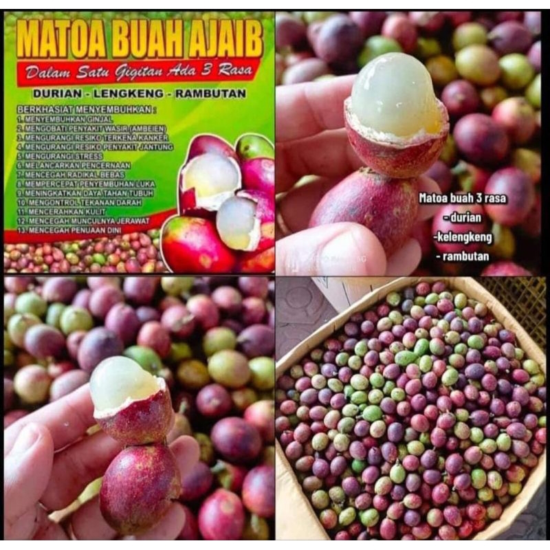 

BUAH MATOA MANIS & DAGING TEBAL