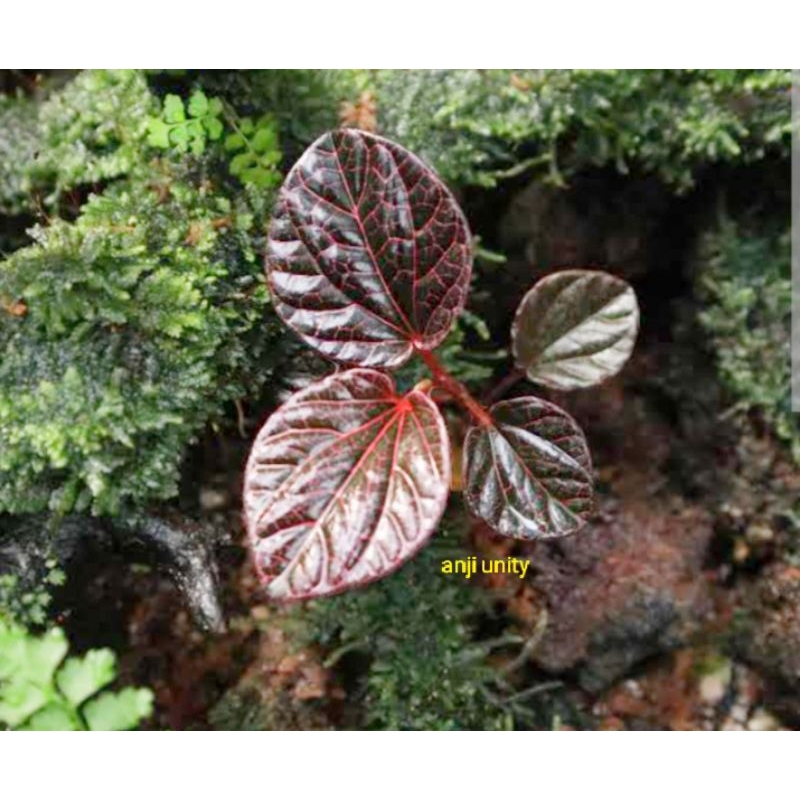 viper red spot 30 pcs