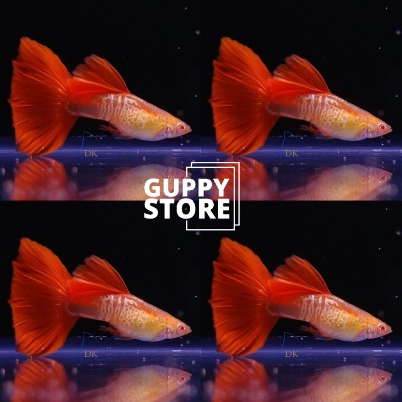 

EXTRA PEXKING KARDUS SNAKE SKIN RED TAIL