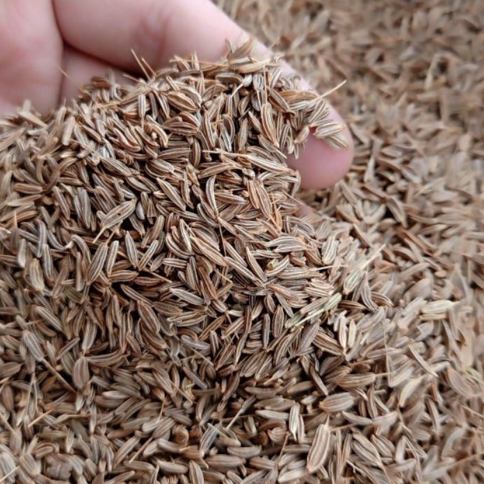 

HOT PROMO Jinten Jintan Caraway Seed 5G Gram Fresh Dan Bersih