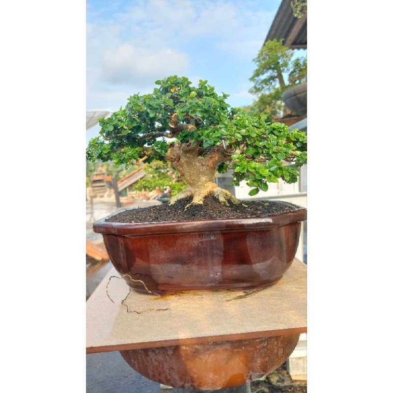 Bonsai sancang siap kontes