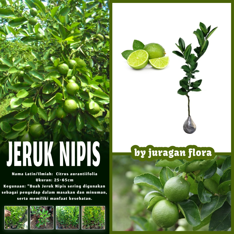 BIBIT TANAMAN JERUK NIPIS / POHON JERUK NIPIS / DAUN JERUK NIPIS