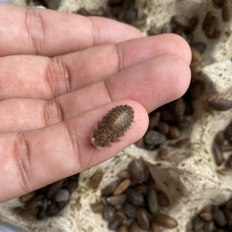[ BISA COD ] PAKET KECOA DUBIA 1-1,5CM 150 EKOR PAKAN REPTIL IKAN PREDATOR CHANNA OSCAR AROWANA TARA