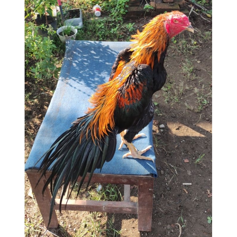 #Kandang.Maespati Ayam Hias Ekor Lidi