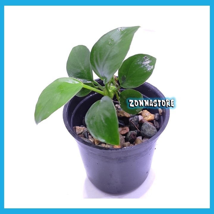 Anubias NANA Mini Aquascape Paludarium