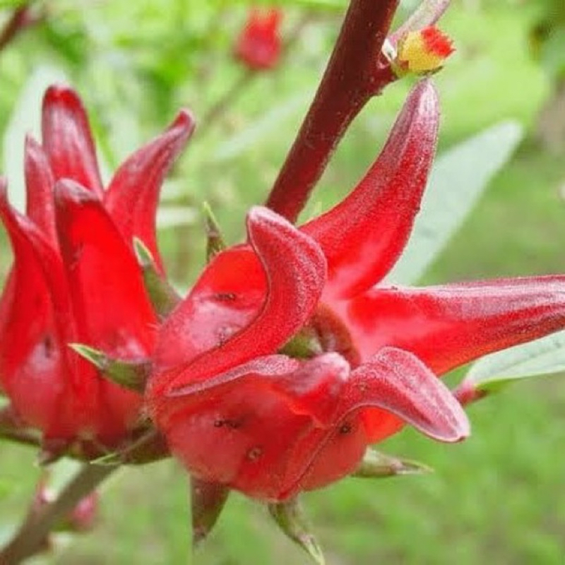 

Rosella merah segar 1 Kg