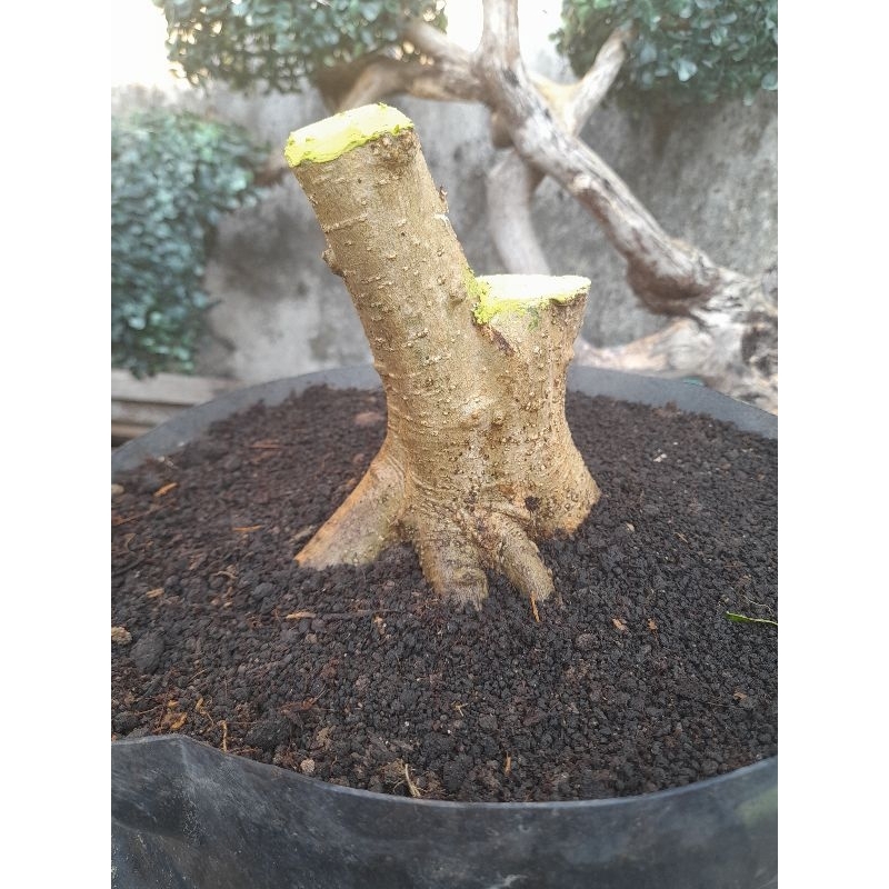 ANTING PUTRI BATANG PUTIH