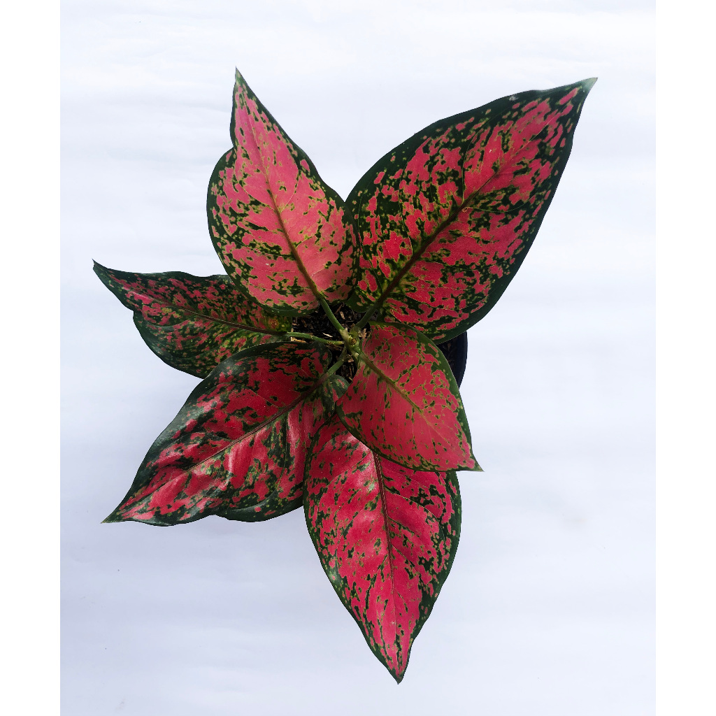 AGLONEMA RED VENUS JUMBO