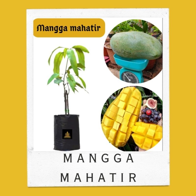 Bibit mangga mahatir • Bibit mangga mahatir jumbo Bella bibit