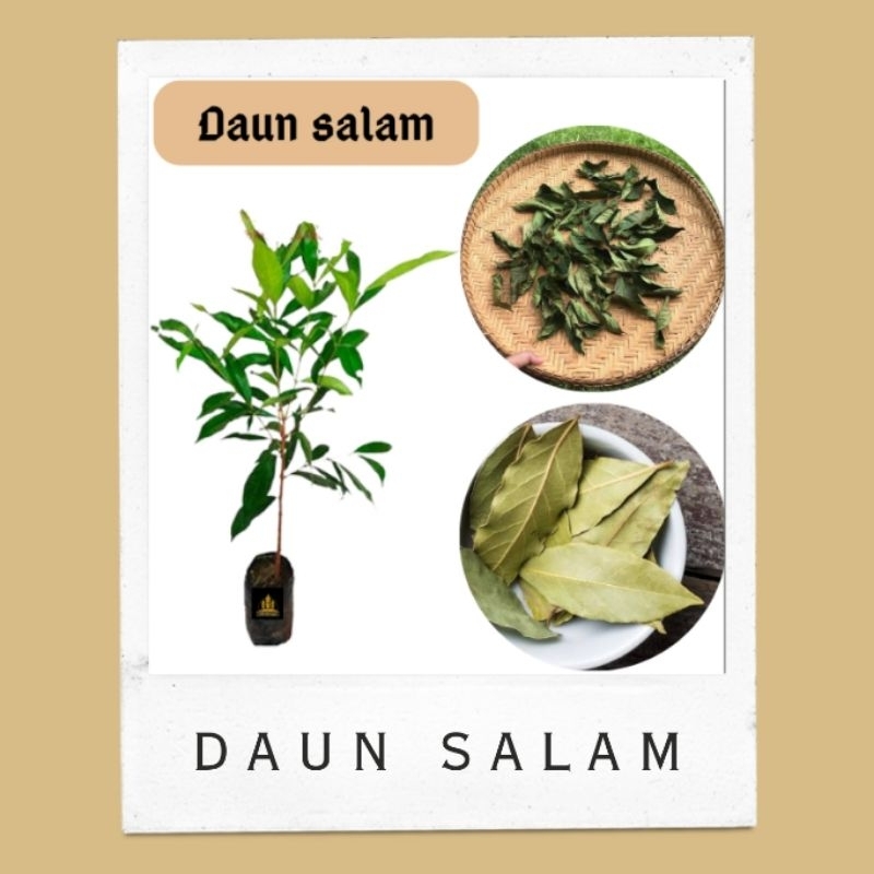 Bibit daun salam • Bibit daun salam Bella bibit