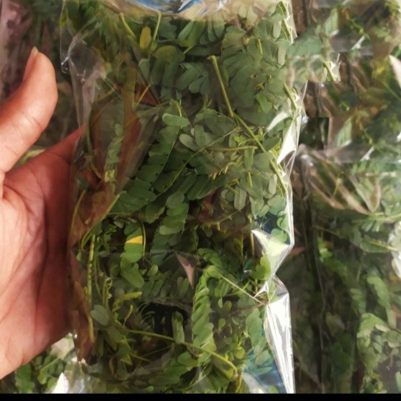 

Daun Sogo Daun Saga Segar Fresh Per Bungkus Mengatasi Sariawan