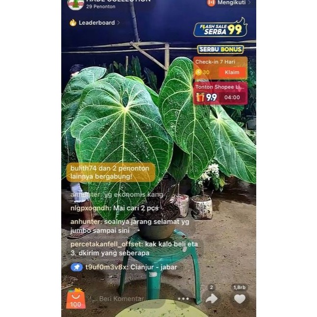 Anthurium Magnificum Verde / regale sunda jumbo