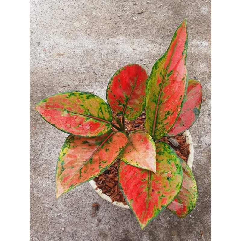 aglonema Heng Heng pelangi daun 5-7 ukuran remaja