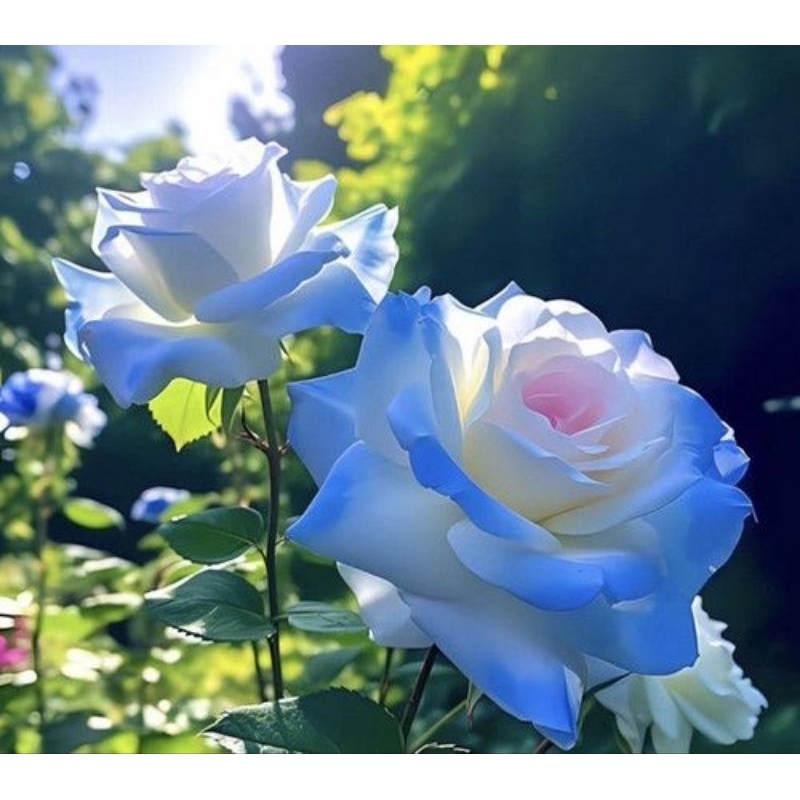 bibit tanaman hias bunga mawar putih biru/pohon mawar cantik