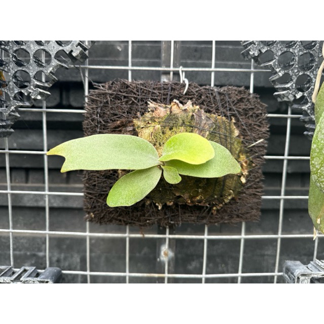 Platycerium willinckii Anakan