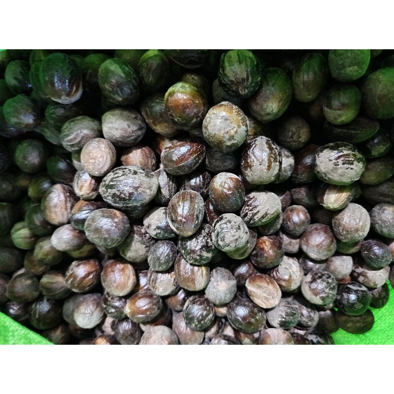 

buah pala